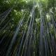 Ürün kataloğu yeni dönem Bambu sağlığına ilişkin belgeler