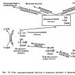 Plant respiration: nutrition, organs, photosynthesis